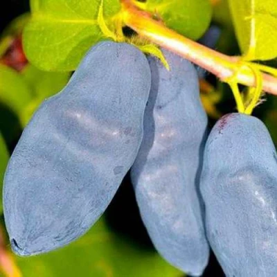 саженцы жимолости длинноплодная