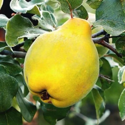 Айва РУМО в Воронеже