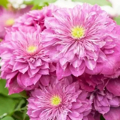 Клематис КАЙЗЕР в Воронеже