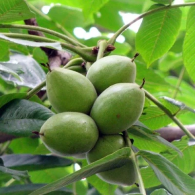 Орех маньчжурский МИЧУРИНЕЦ в Воронеже