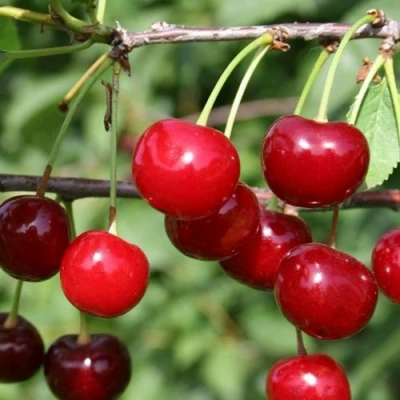 Вишня ХАРИТОНОВСКАЯ в Воронеже