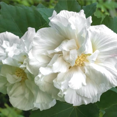 Гибискус АДМИРАЛ ДЕВЕЙ сирийский в Воронеже