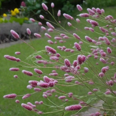 Кровохлебка РОК ЭНД РОЛЛ в Воронеже