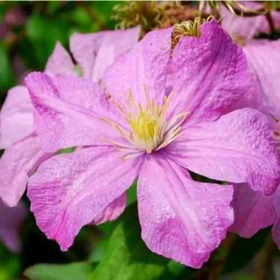 Клематис КОМТЕСС ДЕ БУШО в Воронеже