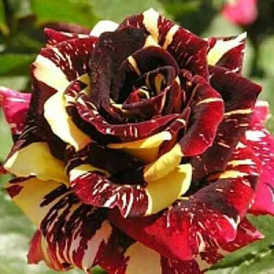 саженцы розы Фокус покус