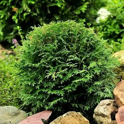 Туя ДАНИКА западная в Воронеже