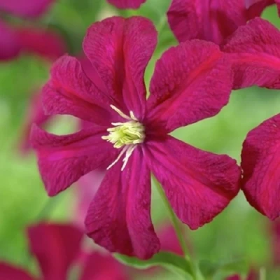 Клематис МАДАМ ДЖУЛИЯ КОРРЕВОН в Воронеже