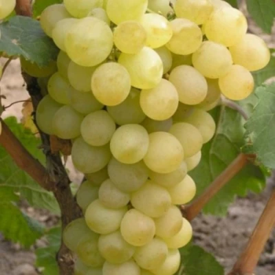 Виноград АВГУСТИН в Воронеже