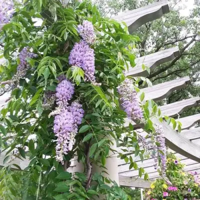 Глициния макростахия БЛЮ МУН в Воронеже