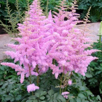 Астильба ГИАЦИНТ Арендса в Воронеже