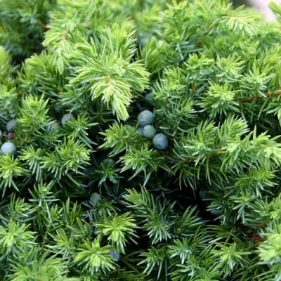 Можжевельник ШЛЯГЕР прибрежный в Воронеже