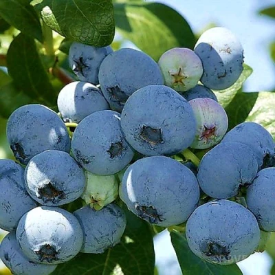 Голубика НУИ в Воронеже