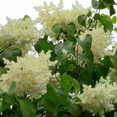 Сирень АМУРСКАЯ в Воронеже