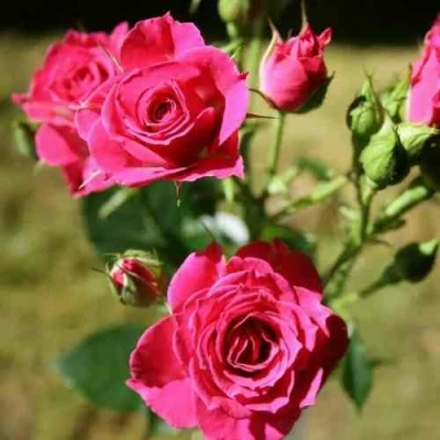 Роза ЛАВЛИ ЛИДИЯ спрей в Воронеже