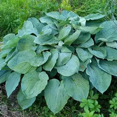 Хоста ЭЛЕГАНС Зибольда в Воронеже