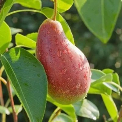 Груша ЯКОВЛЕВСКАЯ в Воронеже