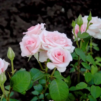 Роза ФЛАМИНГО чайно-гибридная в Воронеже