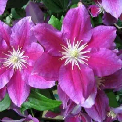 Клематис ХАНИЯ в Воронеже