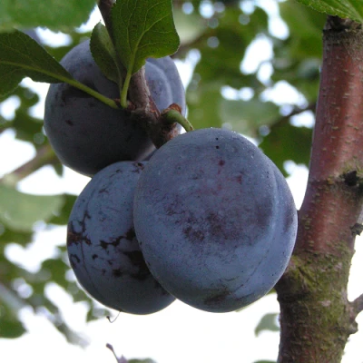 Слива ВЕНГЕРКА БЕЛОРУССКАЯ в Воронеже