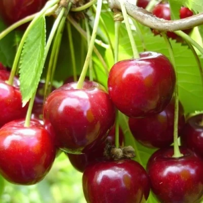 Вишня ХАРИТОНОВСКАЯ в Воронеже