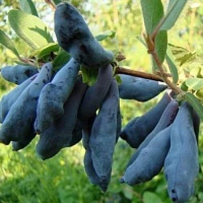 Жимолость съедобная ГОРДОСТЬ БАКЧАРА в Воронеже