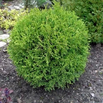 Туя ХОЗЕРИ западная в Воронеже