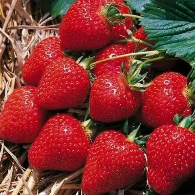 Клубника КИМБЕРЛИ в Воронеже