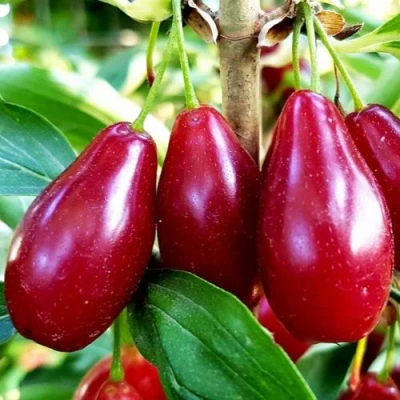 Кизил ВЛАДИМИРСКИЙ в Воронеже