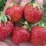 Клубника ВИМА ЗАНТА в Воронеже