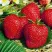 Клубника ВИМА ЗАНТА в Воронеже