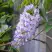 Глициния макростахия БЛЮ МУН в Воронеже