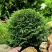 Туя ДАНИКА западная в Воронеже