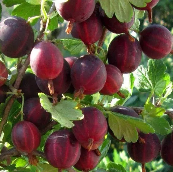 Крыжовник ХИННОМАКИ РОТ в Воронеже