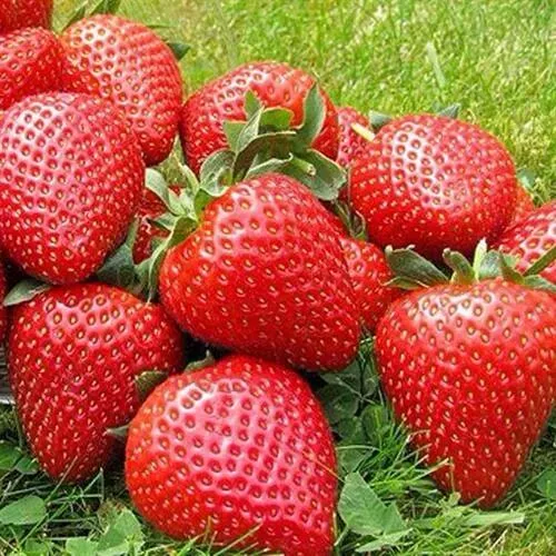 Клубника ЭЛИАНЕ в Воронеже