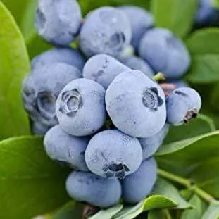 Ранние сорта в Воронеже