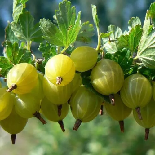 Крыжовник ХИННОНМАЙНЕН КЕЛЬТАЙНЕН в Воронеже