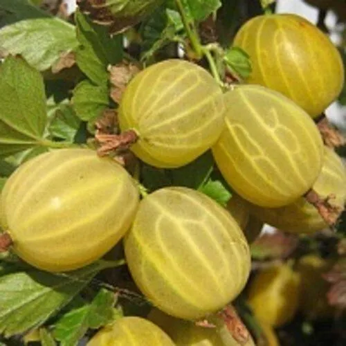 Крыжовник КУРШУ ДЗИНТАРС в Воронеже