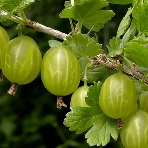 Крыжовник УРАЛЬСКИЙ БЕСШИПНЫЙ в Воронеже