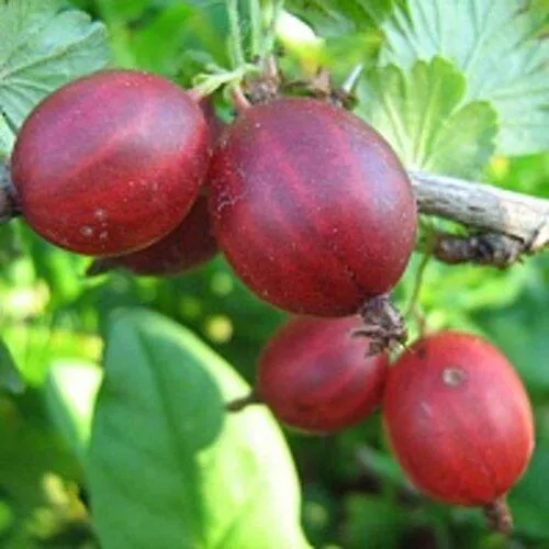 Крыжовник ЩЕДРЫЙ в Воронеже