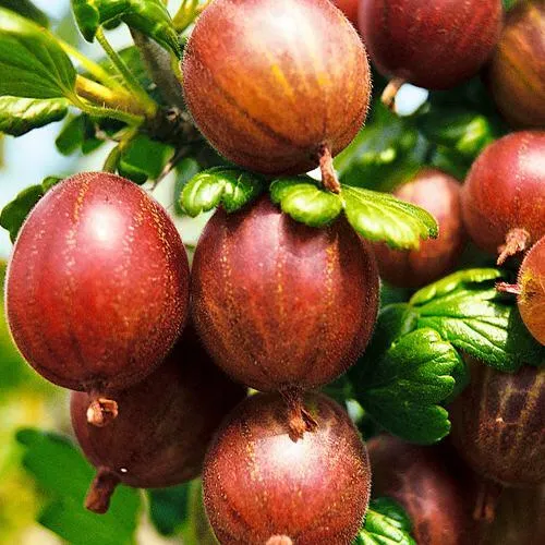 Крыжовник ШЕРШНЕВСКИЙ в Воронеже