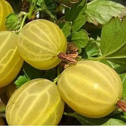 Крыжовник ЯРОВОЙ в Воронеже