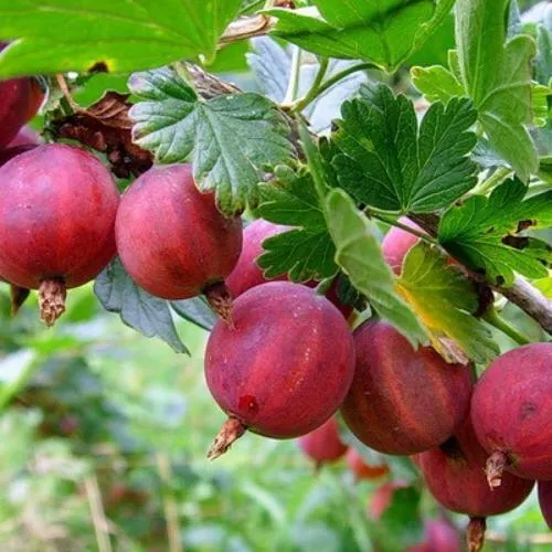 Крыжовник КРАСНОСЛАВЯНСКИЙ в Воронеже