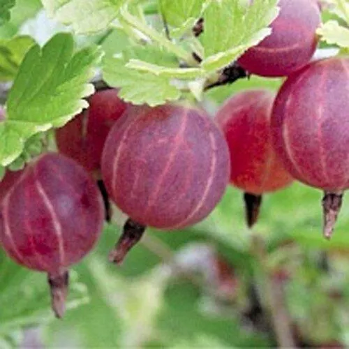 Крыжовник РАВОЛТ в Воронеже