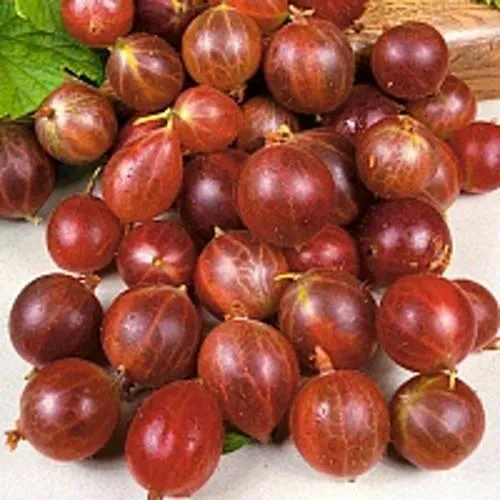 Крыжовник ОЛАВИ (ХИННОНМАЕН ПУНАЙНЕН) в Воронеже