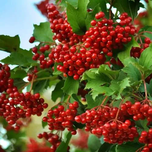 Калина ТАЕЖНЫЕ РУБИНЫ  Калина ТАЕЖНЫЕ РУБИНЫ в Воронеже