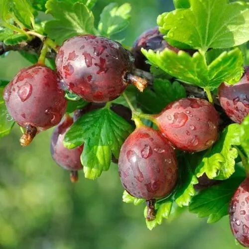 Крыжовник СЕРЕНАДА в Воронеже