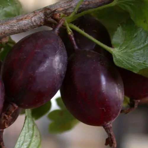 Крыжовник ЧЕЛЯБИНСКИЙ СЛАБОШИПОВАТЫЙ в Воронеже