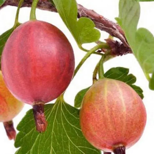 Крыжовник ЯРКИЙ в Воронеже