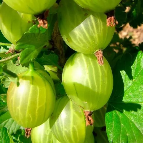 Крыжовник МАЛАХИТ в Воронеже