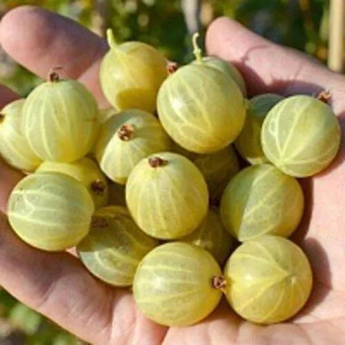 Крыжовник БЕРИЛЛ в Воронеже